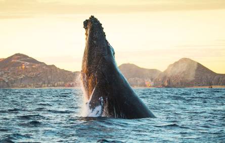 a whale swimming in a body of water with a mountain in the background