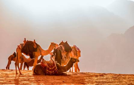 a group of people standing next to a horse