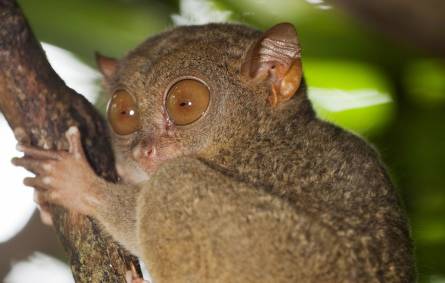 a close up of an animal