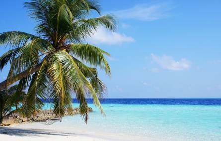 a beach with a palm tree