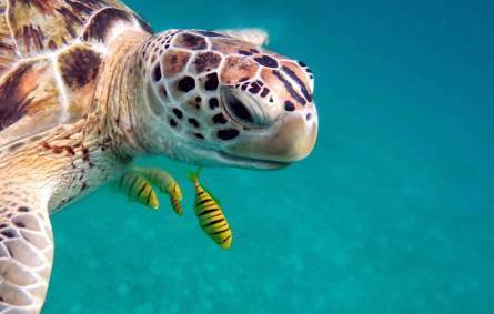 Maldives Turtle