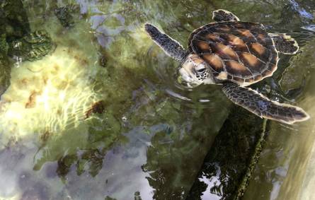 a close up of a turtle