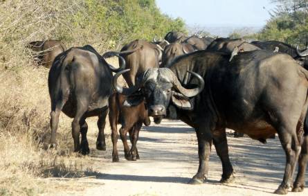 a herd of cattle standing on top of a dirt field