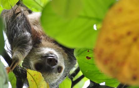 Sloth in trees in Costa Rica