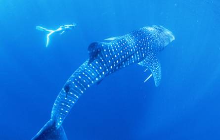 Whale Shark Swimming