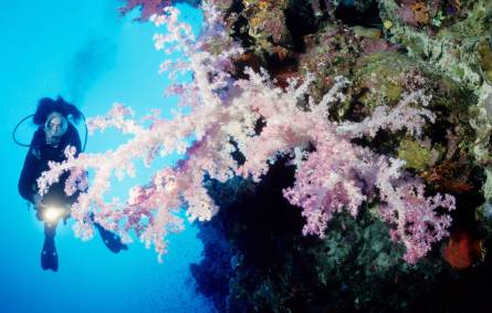 Diving