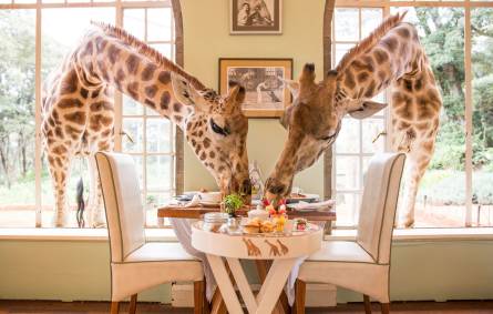 a person feeding a giraffe