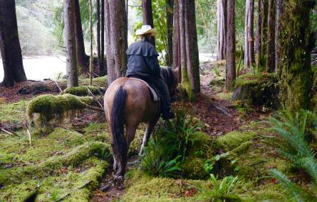 a horse standing on top of a lush green forest
