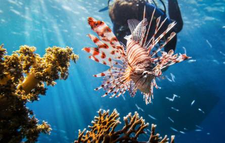 red sea scuba diving