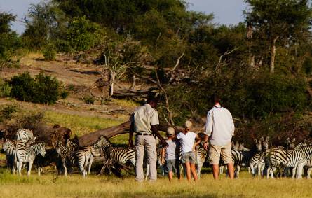 Zebra spotting on family safari