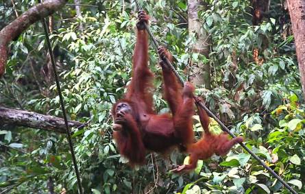 Orang-utan