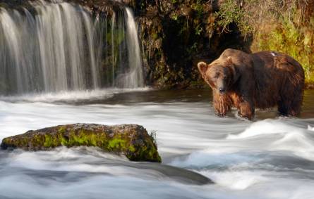 Grizzly Bear in Katmai National Park