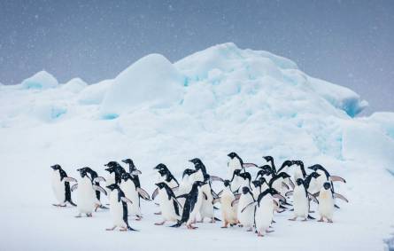 Antarctica Penguin David Merron