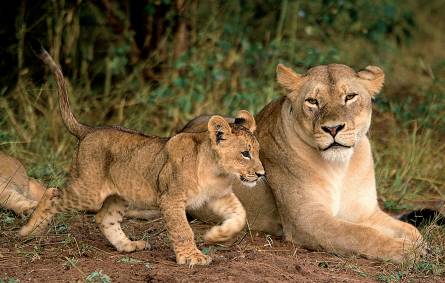 Lion and cub in South Africa