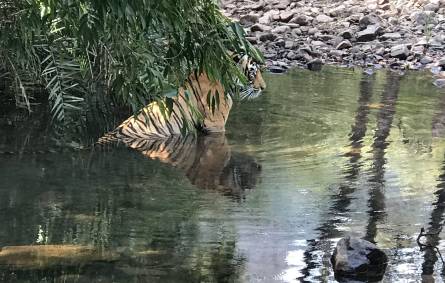 a bird swimming in water