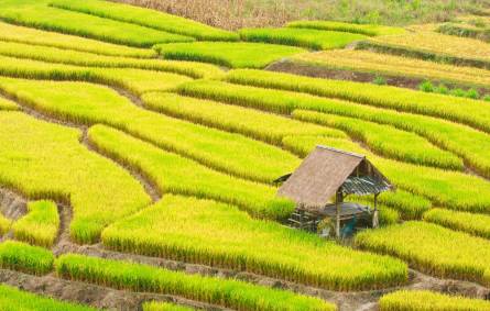 Rice fields
