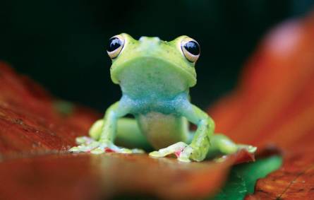 a close up of a frog