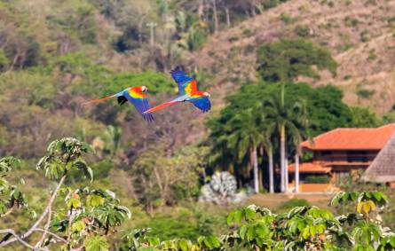 Scarlet macaws flying over Costa Rica rain forests