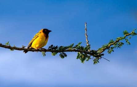 Birds in Akagera National Park Rwanda