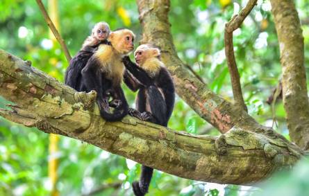Capuchin Monkey Costa Rica
