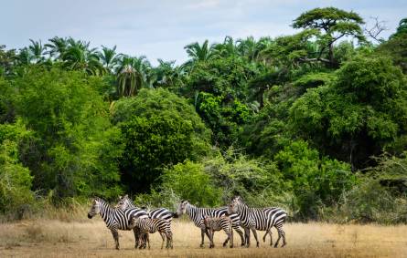 akagera national park