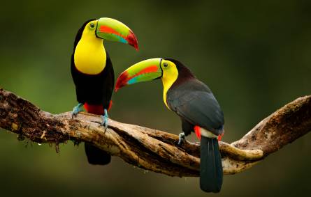 Birdwatching Costa rica