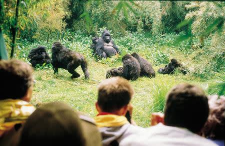 Group observing gorillas