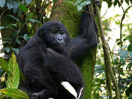 Gorilla in a tree