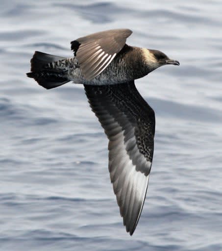Meet the Pomarine Skua of the Galapagos