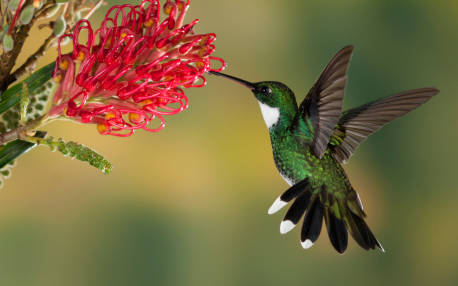 Hummingbird, Costa Rica