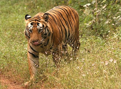 Tiger in Bandhavgarh