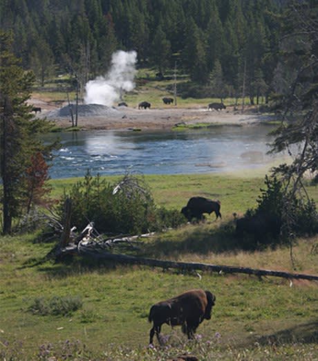 Yellowstone Wildlife Trek