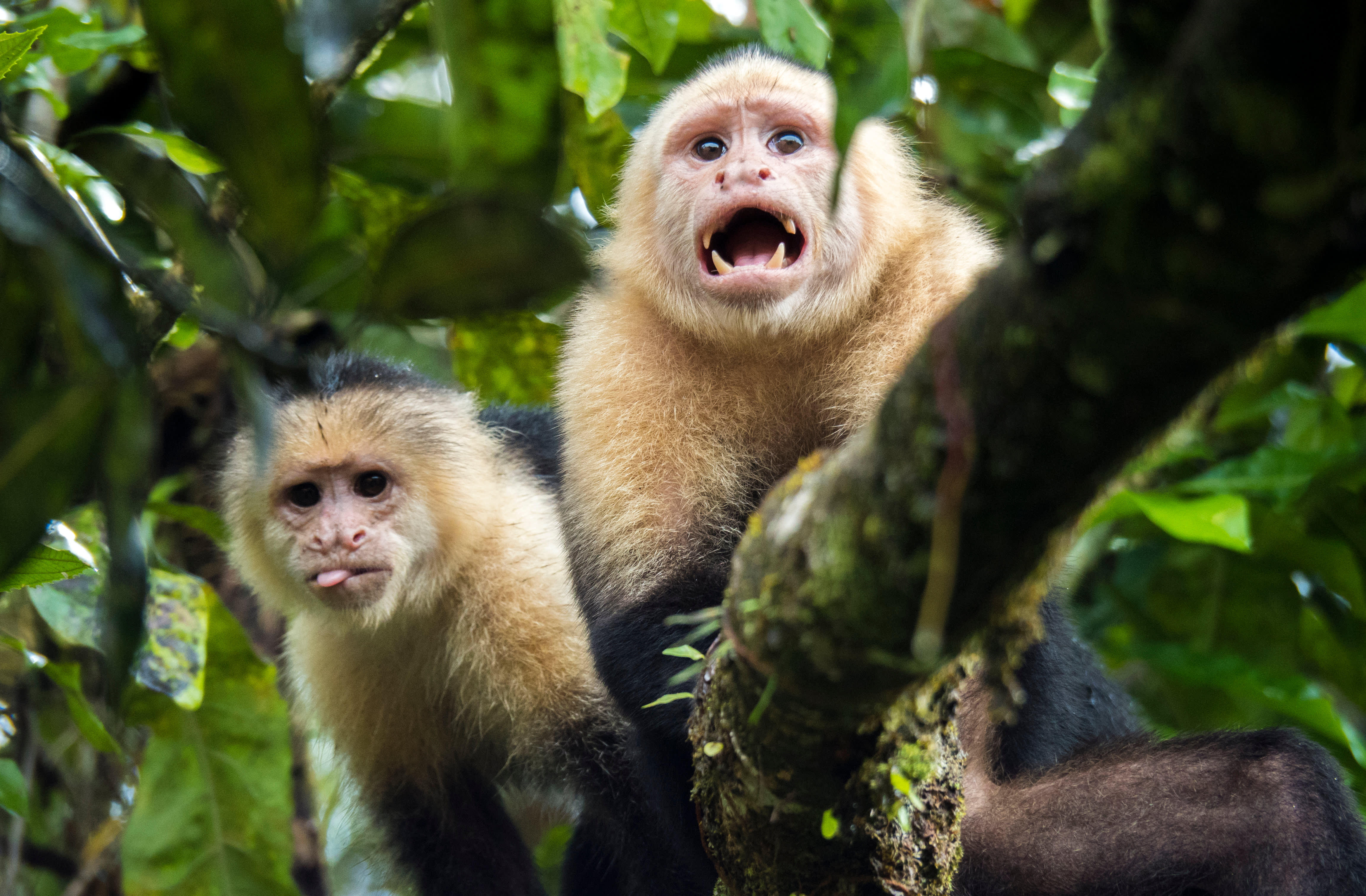 Tortuguero: Costa Rica’s Caribbean Gem 