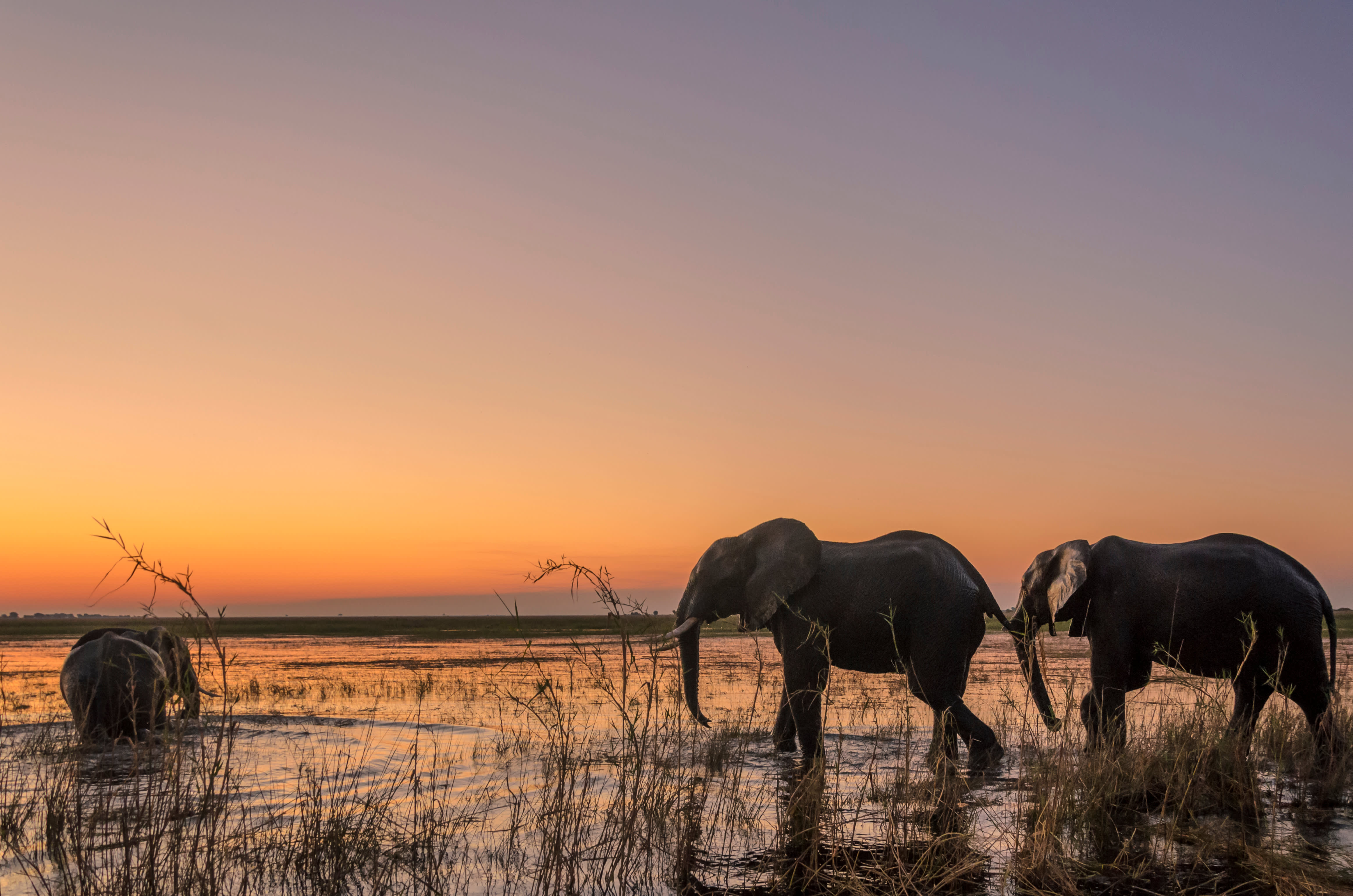 Five of the World’s Most Magnificent Animals to See in the Wild