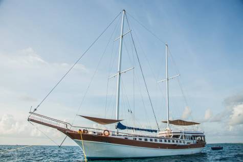 Marine Wildlife of the Maldives