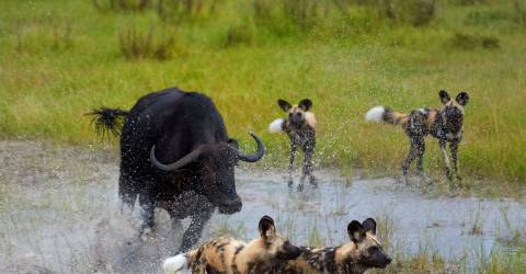 Hyæner jagtes af en bøffel i Okavango