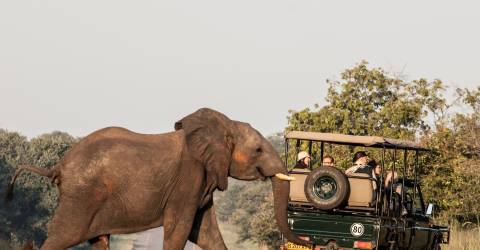 Elefant som vandrar över väg framför jeep på safari i Chobe National Park, Botswana