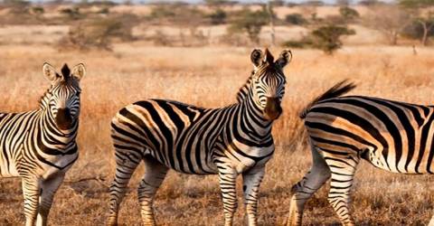 Afrika - dyr - zebra (12).jpg