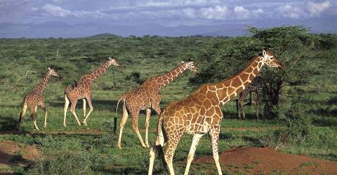 Afrika_Giraffer