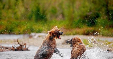 Alaska - Katami National park - bjørn 6