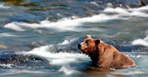 Alaska - Katami National park - bjørn