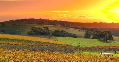 Australien - Barossa Valley - Vin - 185372228 (Custom)