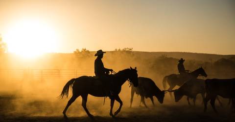 Australien - Kimberley - Kvæg - Cowboys - 171349988 (Custom)_0