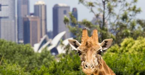 Australien - New South Wales - Sydney - Taronga Zoo (2)