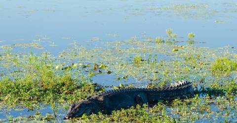 Australien - Northern Territory - Kakadu National Park - Yellow Waters - krokodille