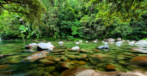 Flod som rinner genom regnskog i Daintree National Park, Australien