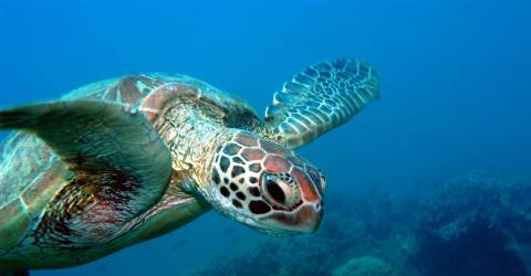 Australien - Queensland - Great Barrier Reef -Frankland Island - havskildpadde