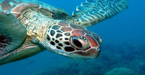 Australien - Queensland - Great Barrier Reef -Frankland Island - havskildpadde.jpg