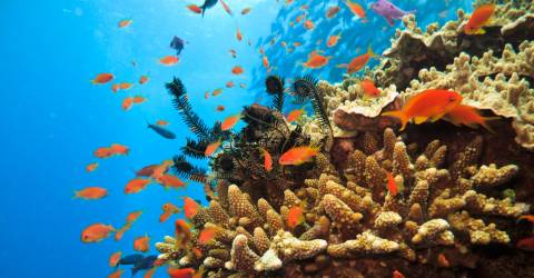 Australien - Queensland - Great Barrier Reef - fisk 1