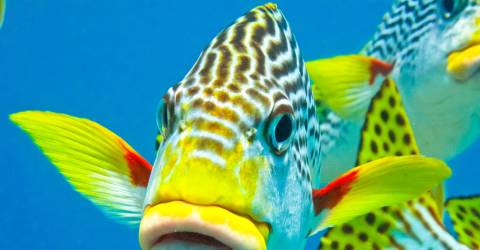 Australien - Queensland - Great Barrier Reef - fisk 5_0